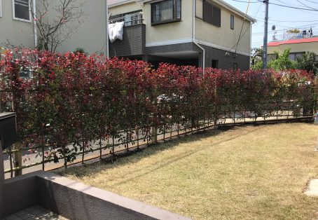 茅ケ崎市 レッドロビン生垣 造設作業 横浜の植木屋 潮彩庭縁 しおさいていえん