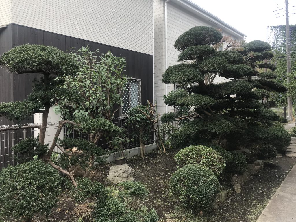 横浜市 瀬谷区　ヤブカラシに覆われて隠れてしまったお庭を大お手入れ