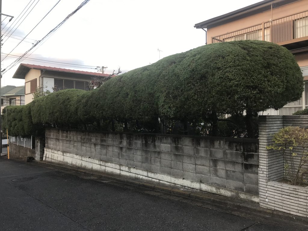 横浜市栄区　道路際のカイヅカイブキ生垣の刈込作業