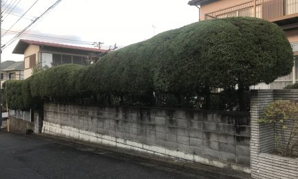 横浜市栄区　道路側に大きくはみ出したカイヅカイブキ生垣の刈込作業