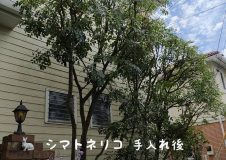 横浜市泉区 今年もシマトネリコ剪定時期 よろしくお願いします 横浜の植木屋 潮彩庭縁 しおさいていえん