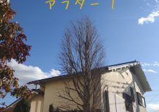 横浜市戸塚区　ずっと放置していたカツラの木、整えてほしい