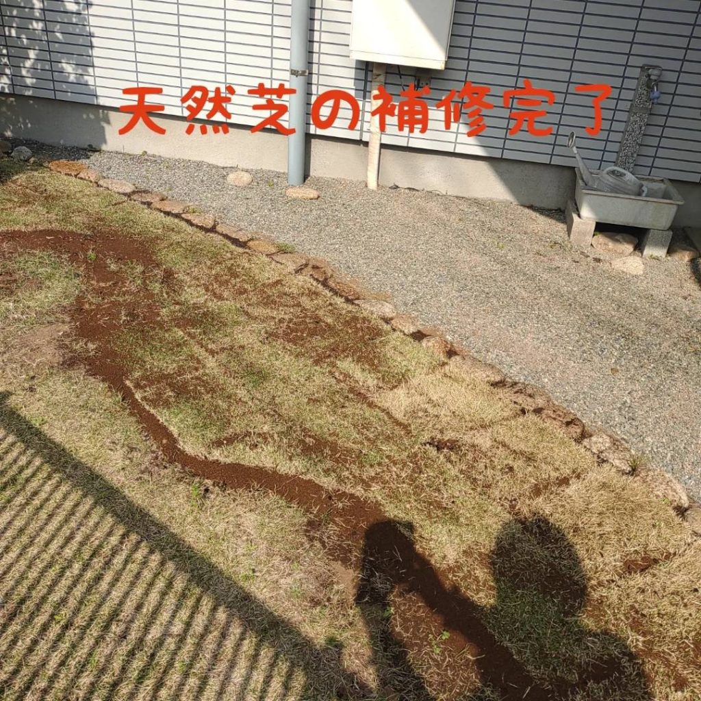 横浜市泉区　天然芝の補修作業