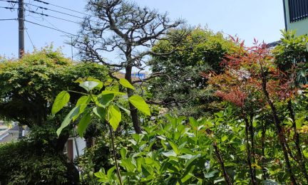 2022.5 横浜市戸塚区　”松の手入れ”だけは出来ないので潮彩庭縁にお願いしてます