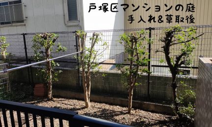 2022.9 横浜市戸塚区　マンションの植栽管理（庭木剪定と草取り）
