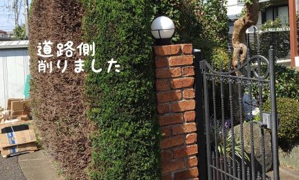 2022.10 横浜市泉区　道路側に大きく張り出したカイヅカイブキ生垣を強剪定しました。