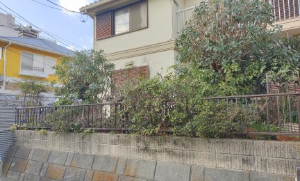 2023.3 横浜市泉区 繁り過ぎた庭木をコンパクトに透かし剪定