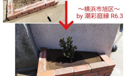 2024.3 横浜市旭区　破損した赤レンガの花壇を新しく4段積み重ねて復旧